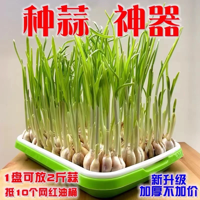 水培托盘葱苗蒜苗 育苗盘小号芽苗菜种植盘无土栽培纸上种菜神器