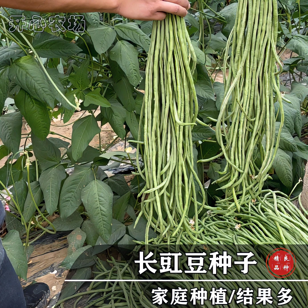 农家特长架豆角种子(长豇豆)条粗肉厚老品种小院种植蔬菜浇水