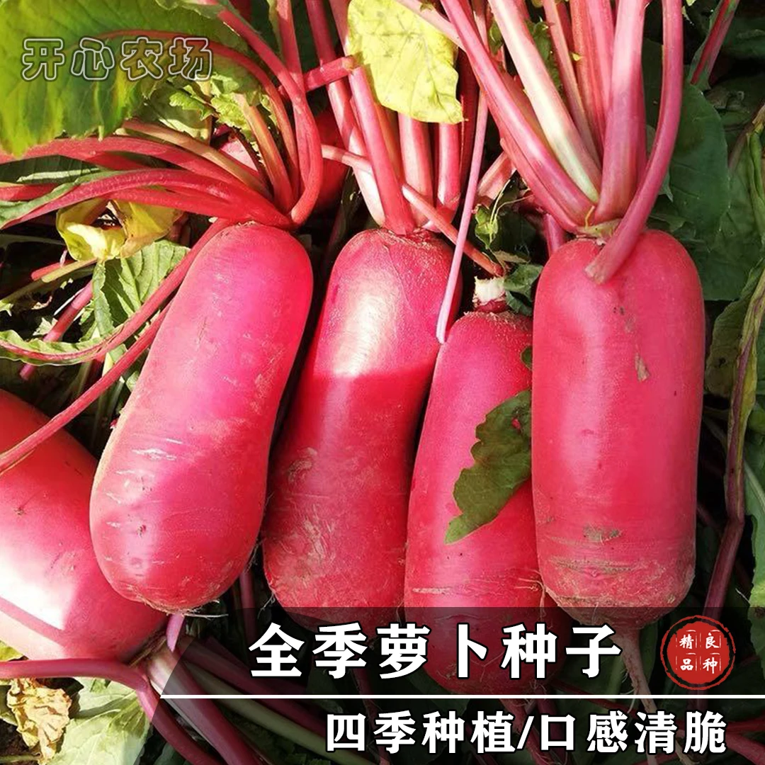 红星全季水果萝卜种子阳台盆栽家庭小院种植蔬菜春季简单种苗播种