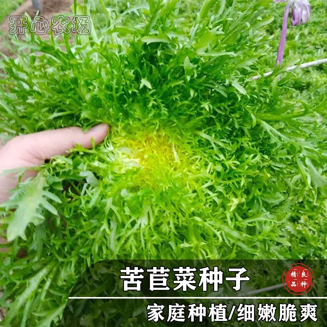 各类保健苦苣菜种子沙拉蘸酱苦菊阳台盆栽家庭小院种植蔬菜四季