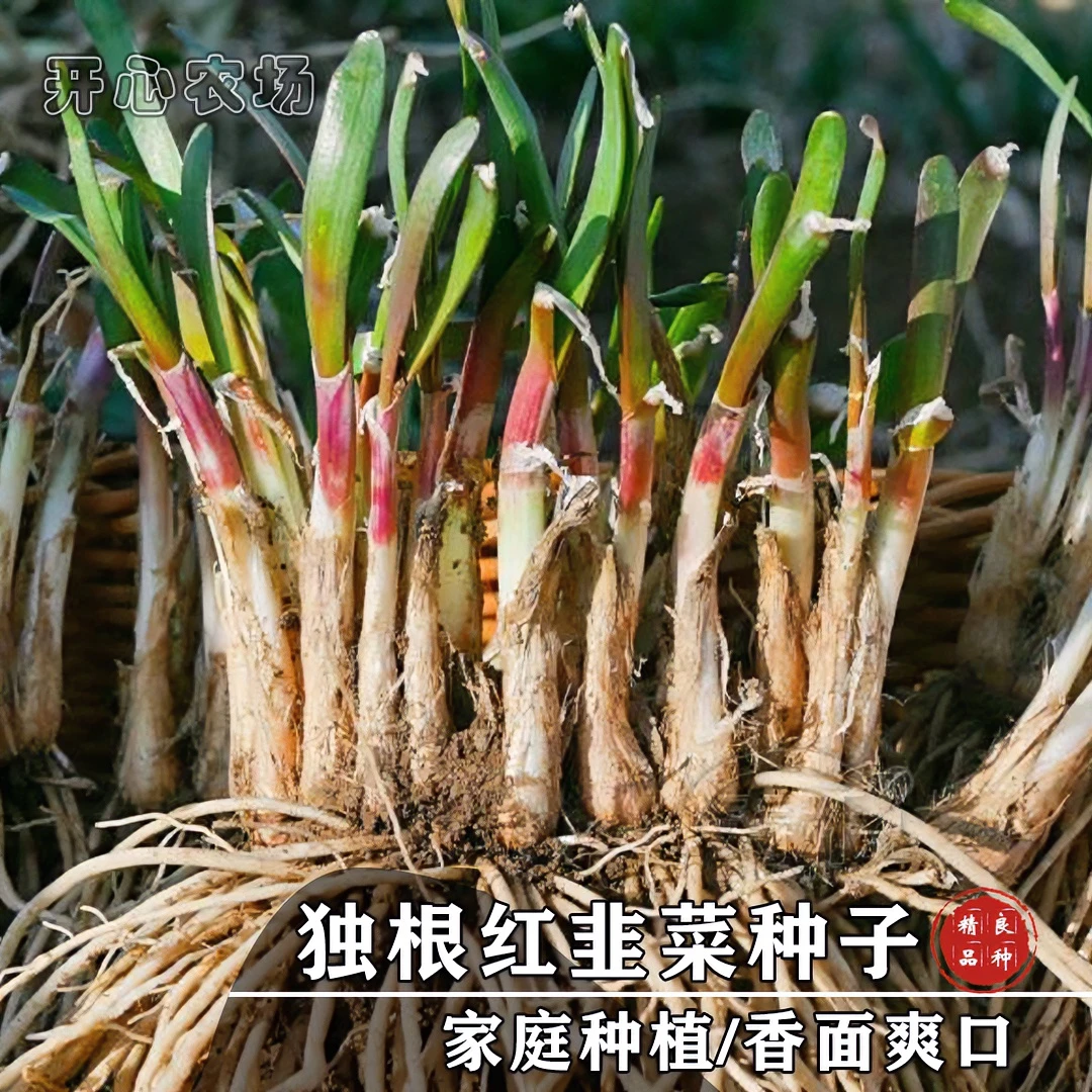 独根红韭菜种子籽春秋蔬菜种孑（越冷越紫）简单高产家庭播种耐热
