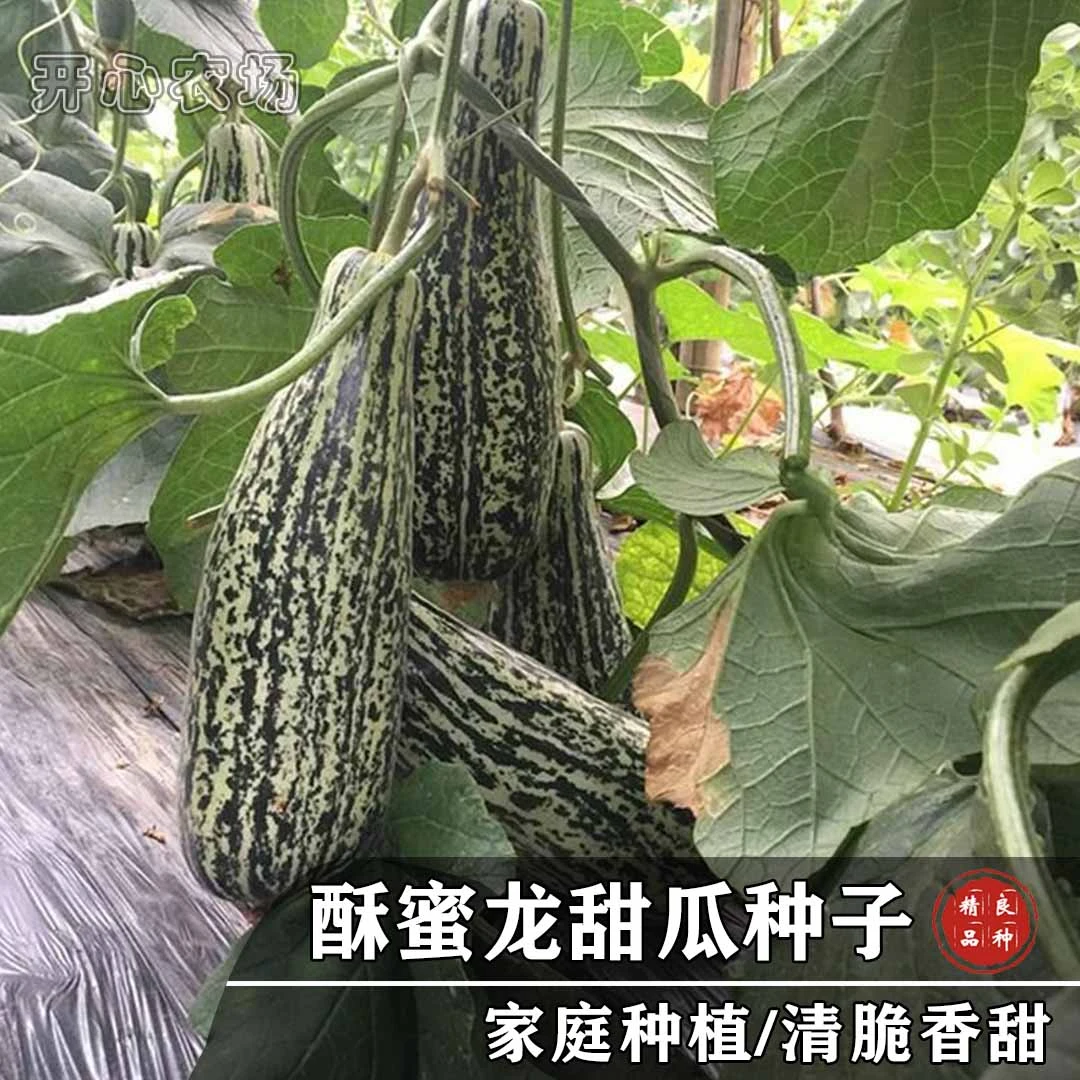 酥蜜龙甜瓜种子早熟花皮牛角酥家庭小院种植水果瓜果春季种苗播种