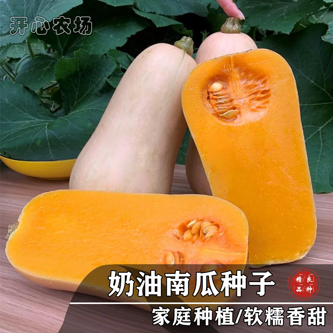 奶油南瓜种子香甜熬粥炖汤南瓜家庭小院种植瓜果蔬菜简单春季保护