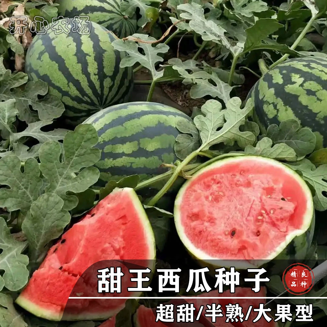 甜王西瓜种子高产春秋家庭小院种植水果瓜果种子春季优质播种香味