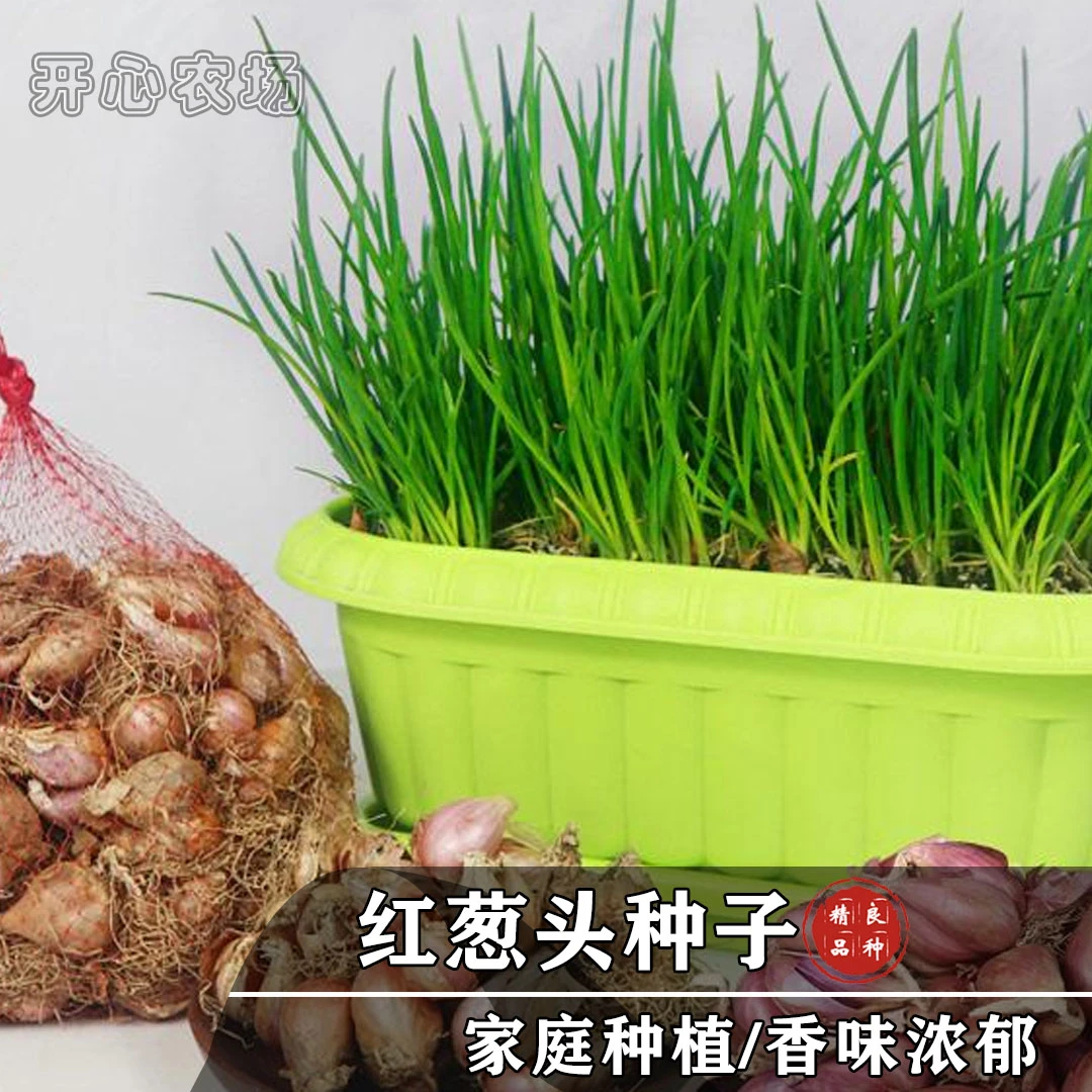 应季新红葱头种子小香葱种子