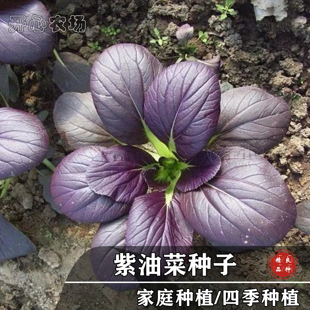 紫油菜种子营养丰富 （富含花青素）阳台盆栽小院种植蔬菜春季