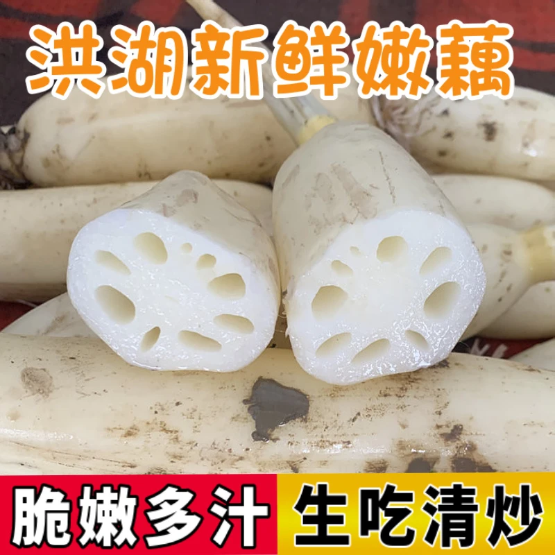 洪湖莲藕新鲜现挖嫩藕脆藕清炒凉拌清水藕片3斤5斤