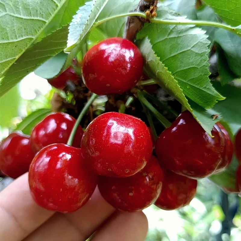 正宗车厘子树苗特大樱桃树苖南方北方四季种植地栽别墅庭院果树苗