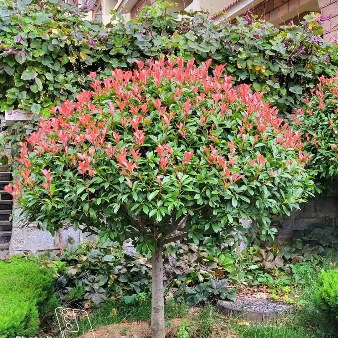 《红叶石楠》红花继木金森石楠球绿化苗园林别墅庭院绿植苗木地栽