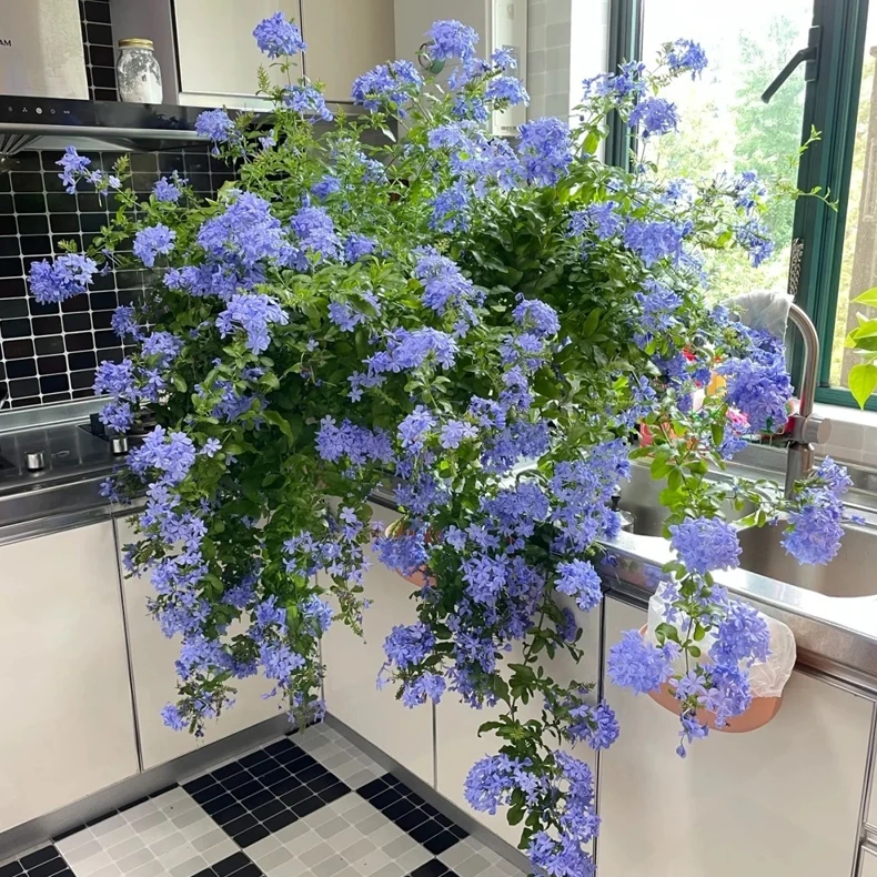 蓝雪花丛生盆栽花卉绿植老桩四季开花耐 热耐晒四植物a