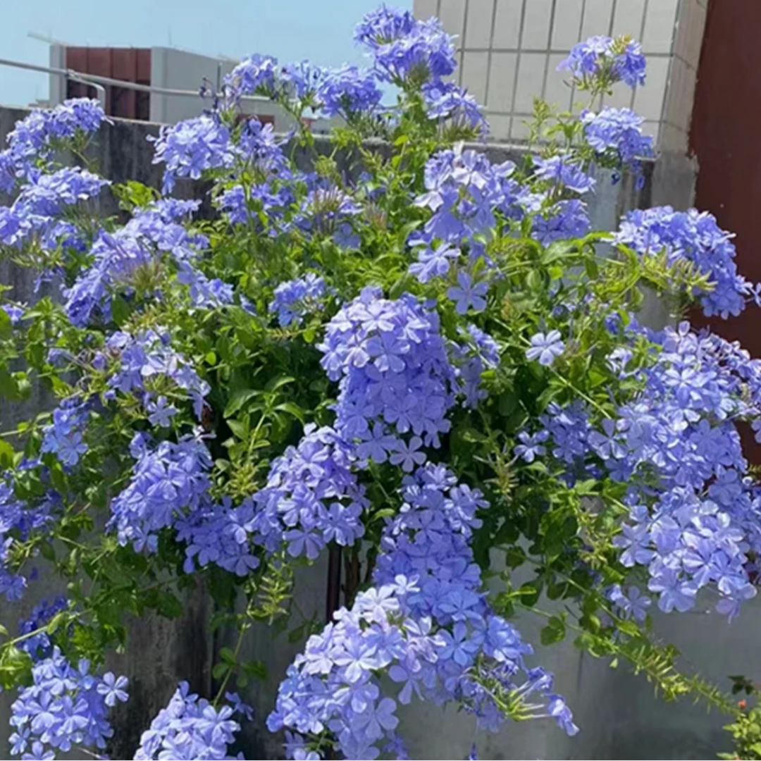 （蓝雪花盆栽）花卉绿植老桩苗适合阳台养耐寒耐热好养