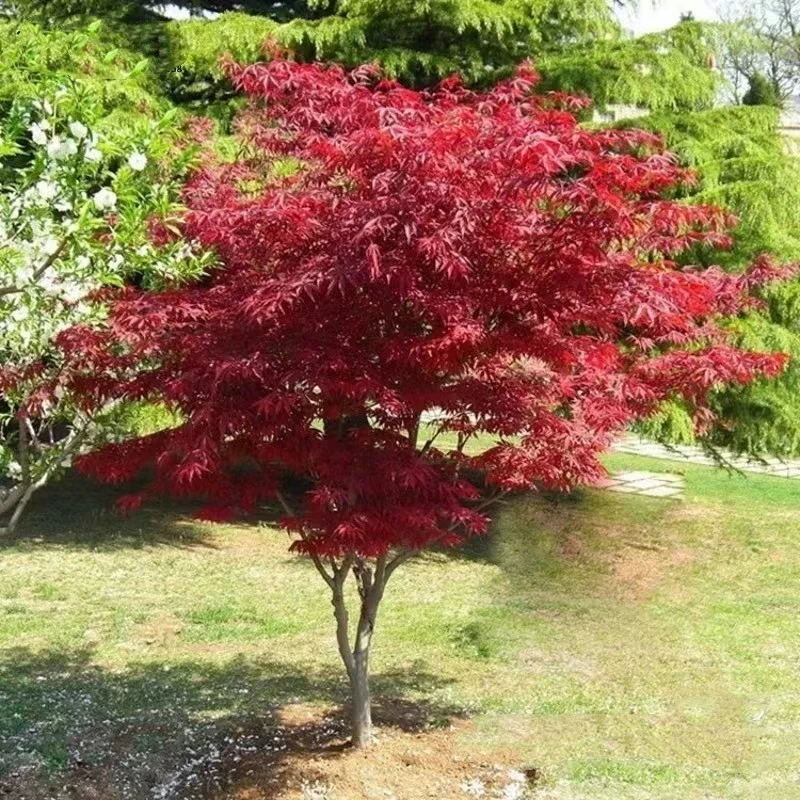 正宗日本红枫盆栽树苗红舞姬盆景老桩美国红枫庭院别墅绿化耐寒花