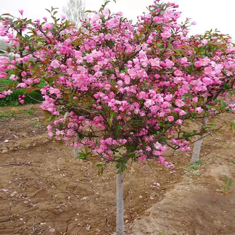 庭院地栽粉色高杆海棠树苗西府海棠垂丝海棠花耐寒植物花北美海棠