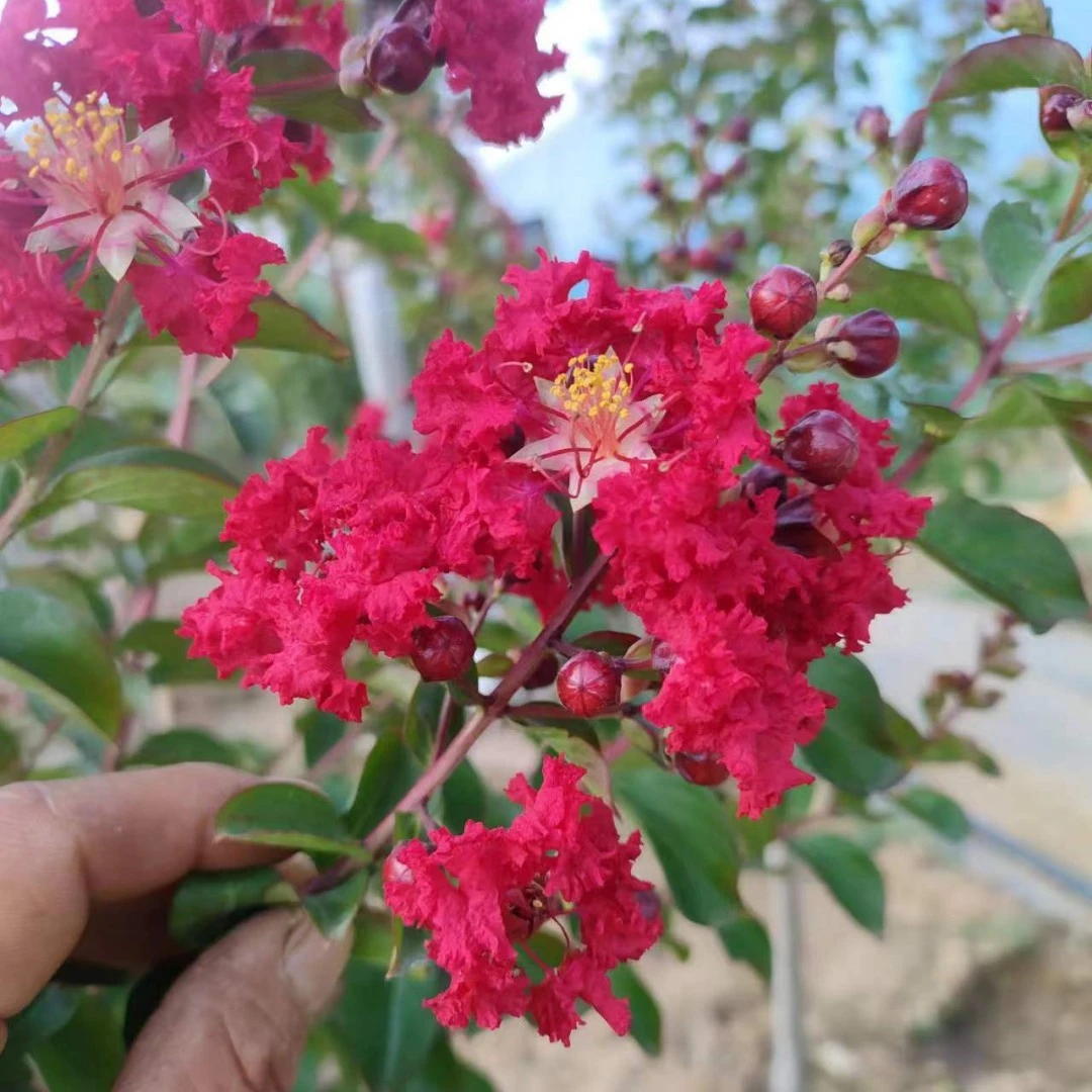 一物一拍红火箭天鹅绒紫薇树苗大型庭院花卉大苗植物室外苗