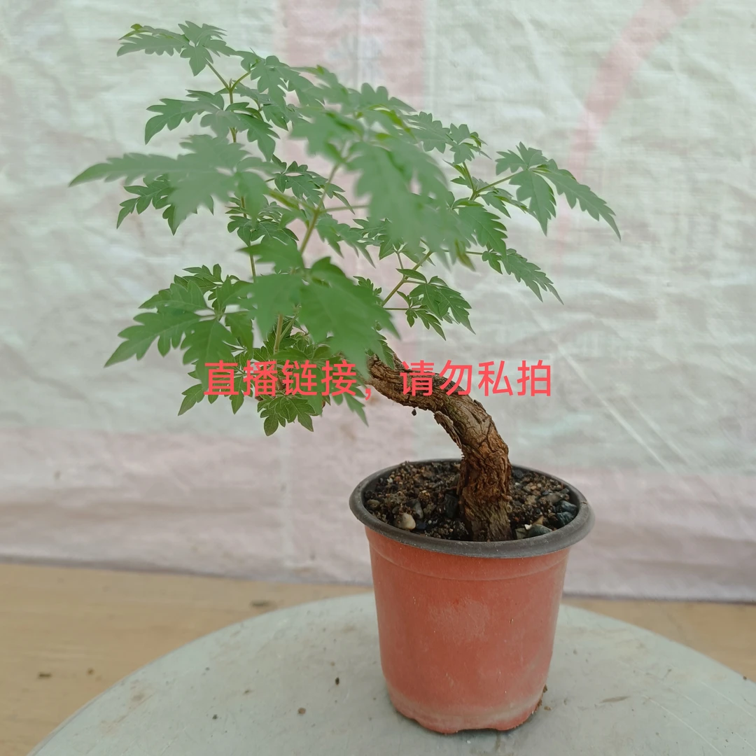 黄荆。阳台微盆栽，茶台小品。耐干旱，适应性强，好养活。