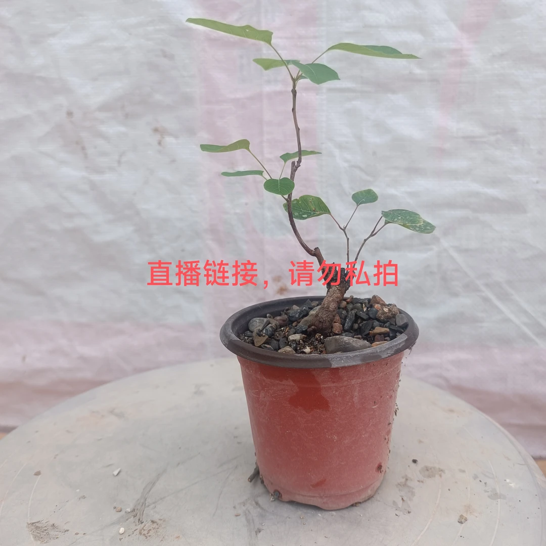 黄栌。阳台微盆栽，茶台小品。秋天赏红叶，平时赏老桩。