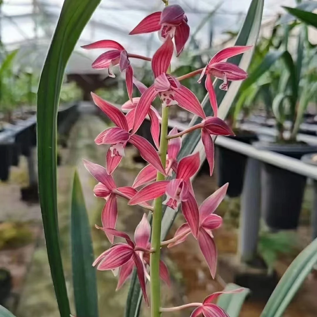 国兰正品包邮秋榜喜洋洋红花绿植花卉盆栽好养易活