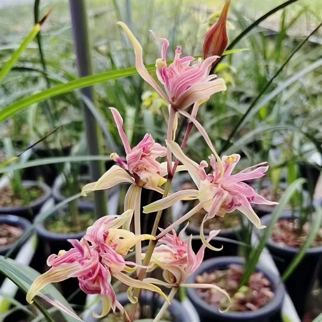 花卉兰花国兰寒兰名品红凤奇花兰花绿植盆栽浓香秋冬季节开花好养