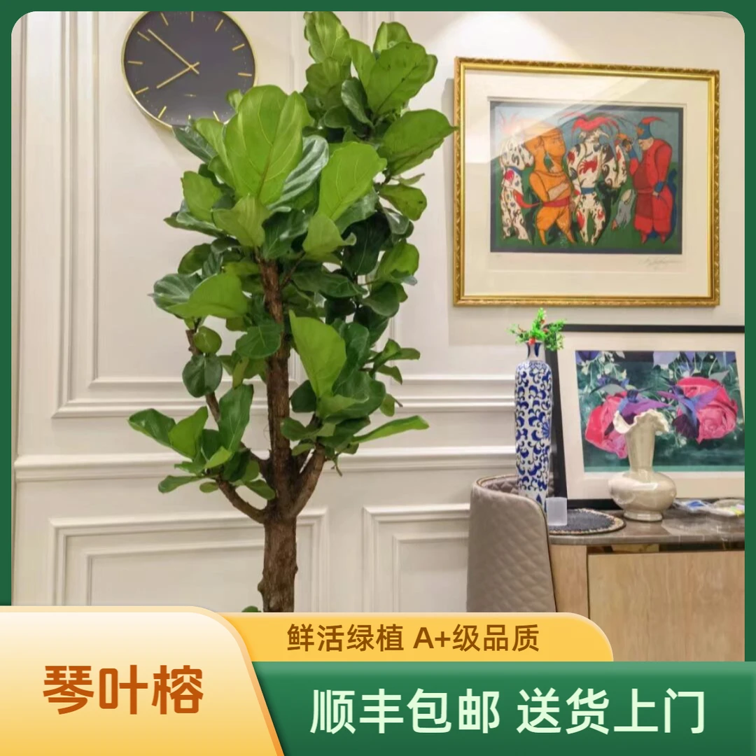 爆款老桩多层琴叶榕 室内绿植 软装神器 客厅必备