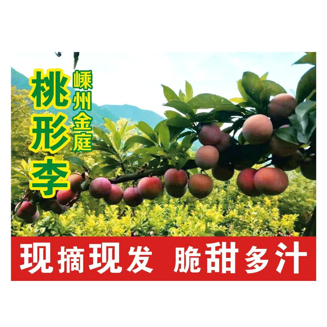 正宗嵊州金庭桃形李20颗精品果王送礼礼盒装