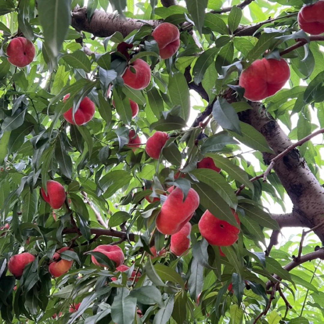 平谷红蟠桃普通装，普通快递，现摘现发，远的可能有微软，介意勿拍，