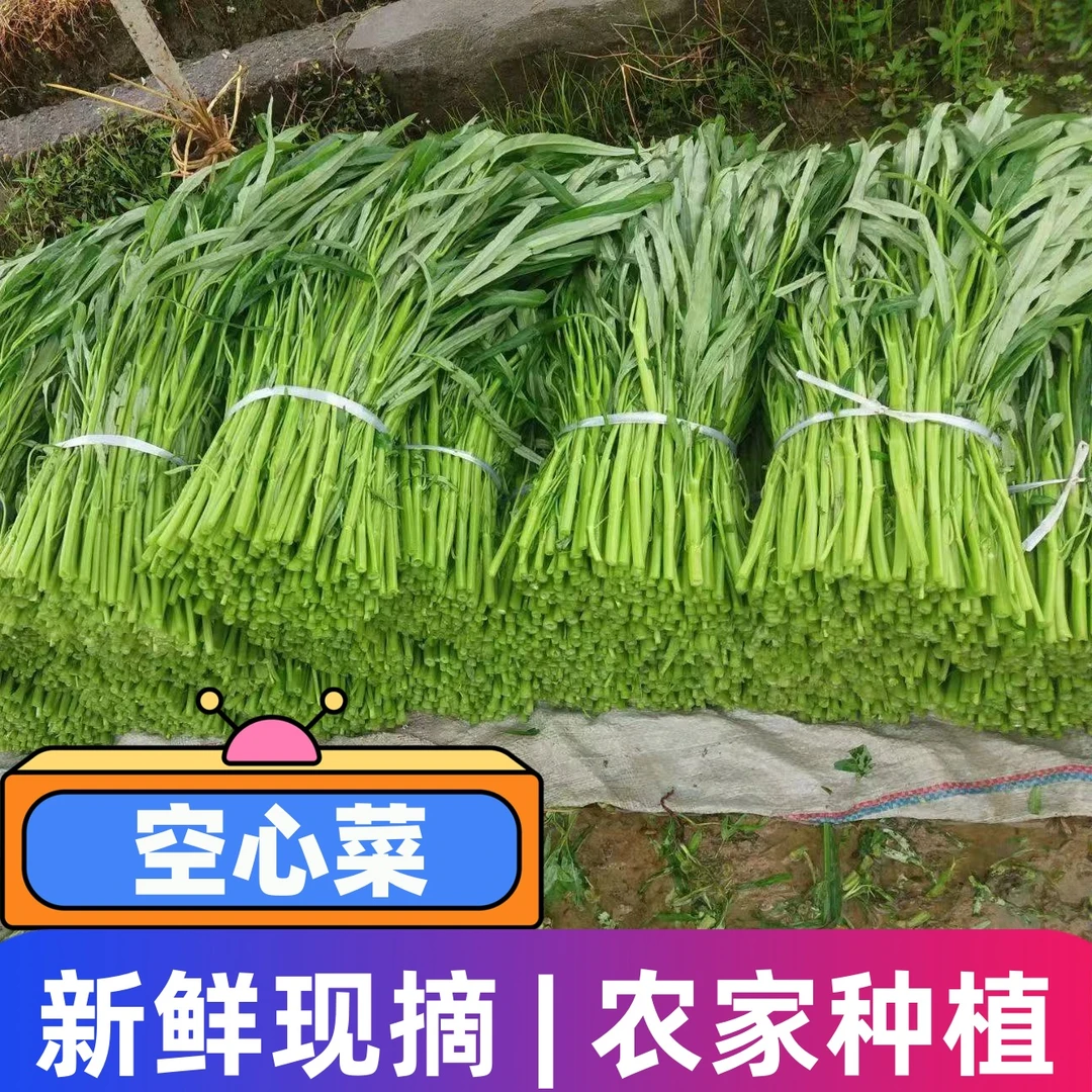 空心菜新鲜农家种藤藤菜蕹菜蓊菜通心菜无心菜空筒菜现摘蔬菜时令
