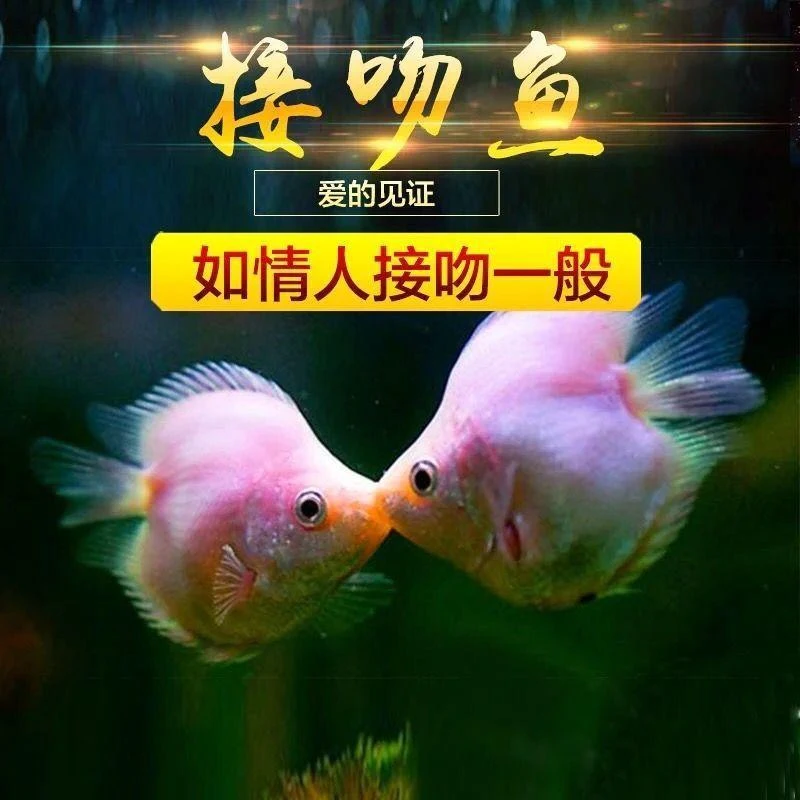 接吻鱼接吻鱼活体接吻鱼活体 观赏鱼亲嘴鱼亲嘴鱼活体kiss鱼吻鱼
