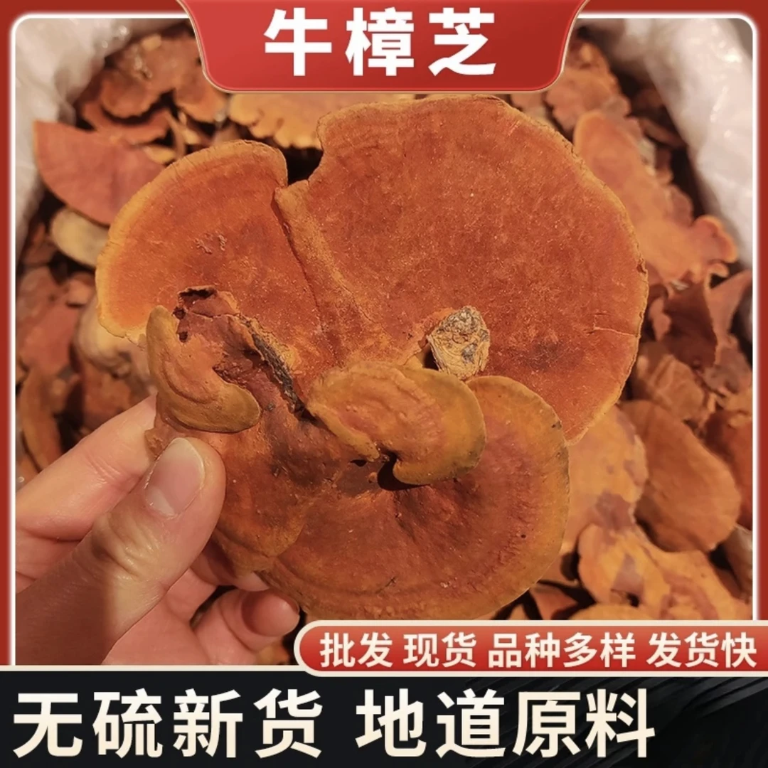 【八妹推荐】  牛 - 樟 - 芝 红栓灵芝 绿沟山货