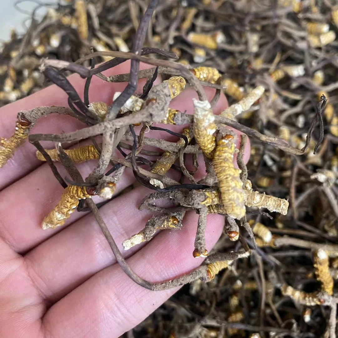 【八妹推荐】断草  冬虫  -鱼腥草