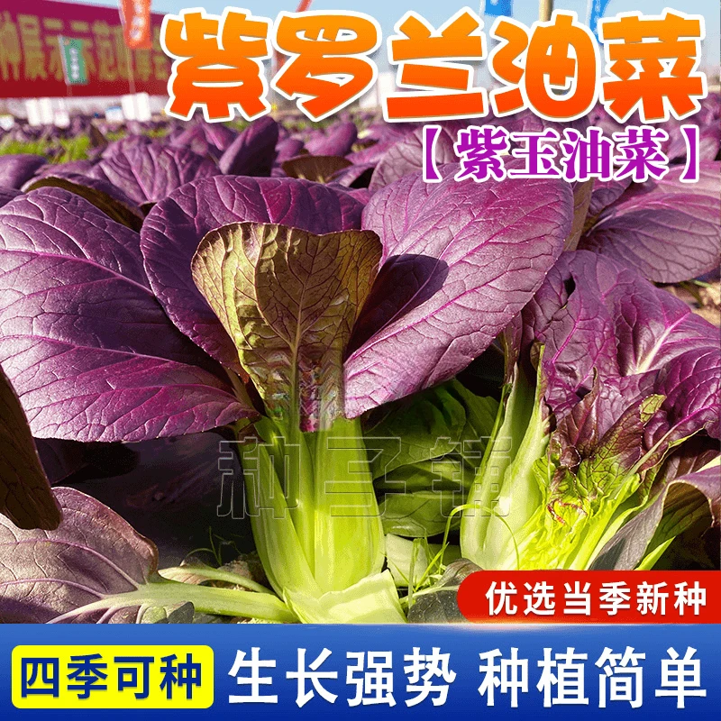 紫罗兰紫玉小青菜种子上海青菜籽耐热蔬菜种籽子四季阳台盆栽蔬菜