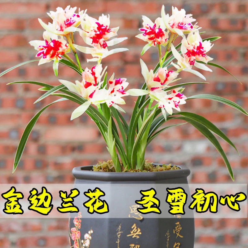 四季开花【圣雪初心】金边矮种四季花苗浓香型兰花室内花卉