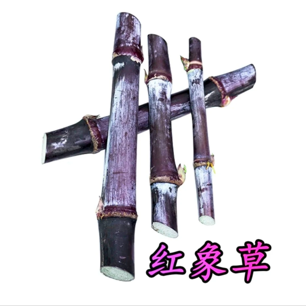 巴西红象草种节耐寒耐旱四季多年生高产牧草喂鸡鸭鱼鹅猪牛羊正宗