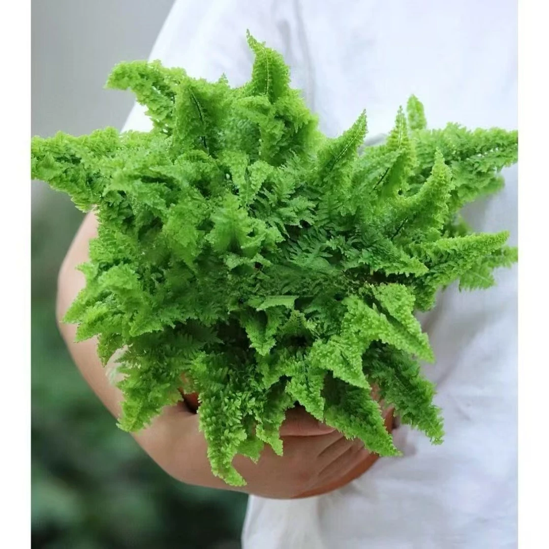 【棉花糖蕨】艾米丽蕨盆栽密叶玄关室内办公桌植微景观造景植防辐射