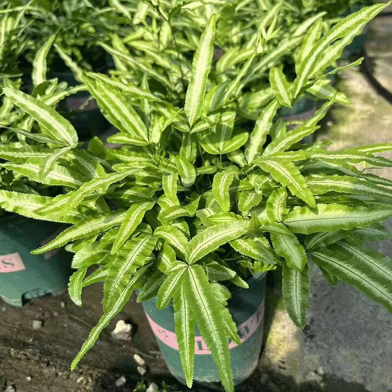 【银线蕨】盆栽雨林缸蕨类观叶植物室内办公耐阴好养护吸甲醛花卉