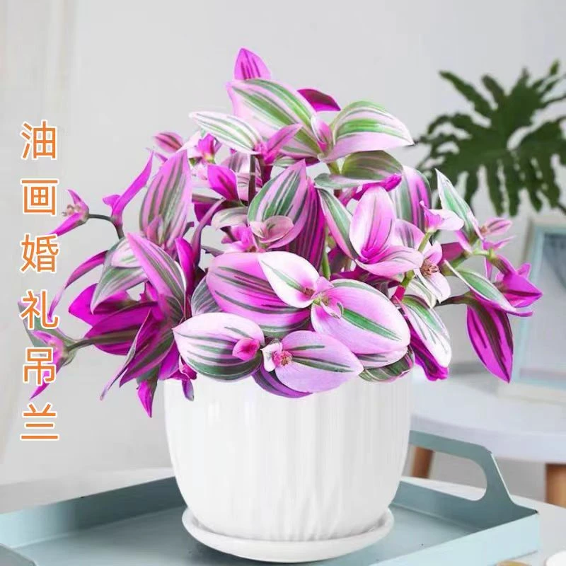 【 油画】婚礼吊兰大棵多肉锦花卉室内阳台土培水培油画吊兰植物