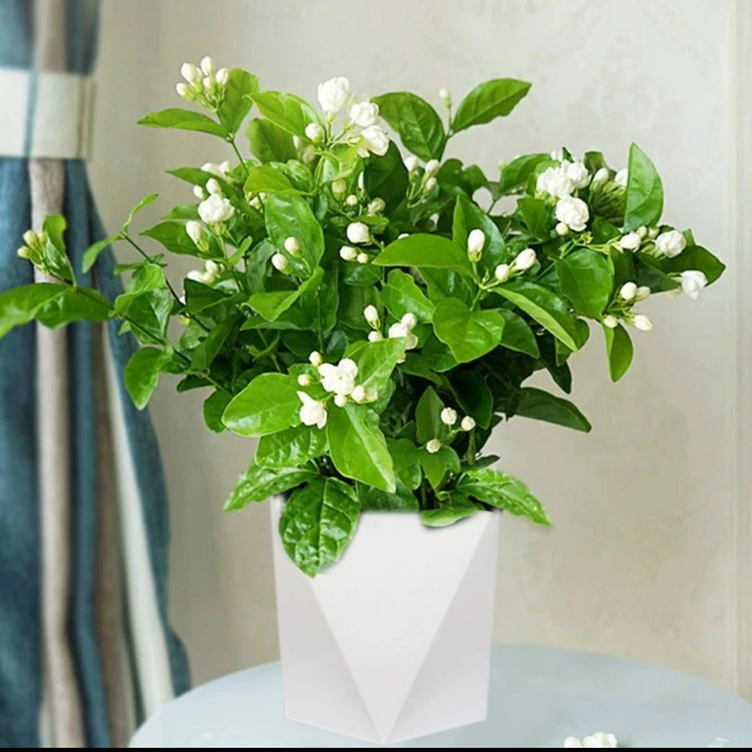 【清香茉莉花】盆栽带花苞九里香老桩驱蚊花卉植物室内四季开花好养