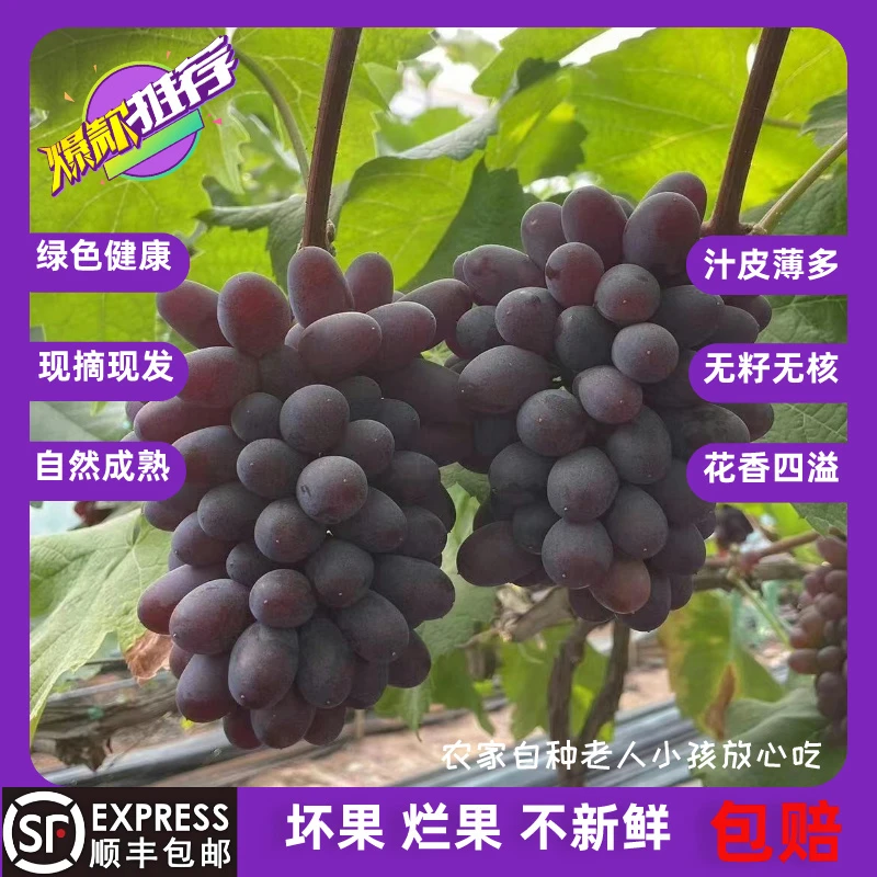 【顺丰包邮】云南高原发货优质新鲜采摘多汁茉莉香葡萄颗粒饱满严选