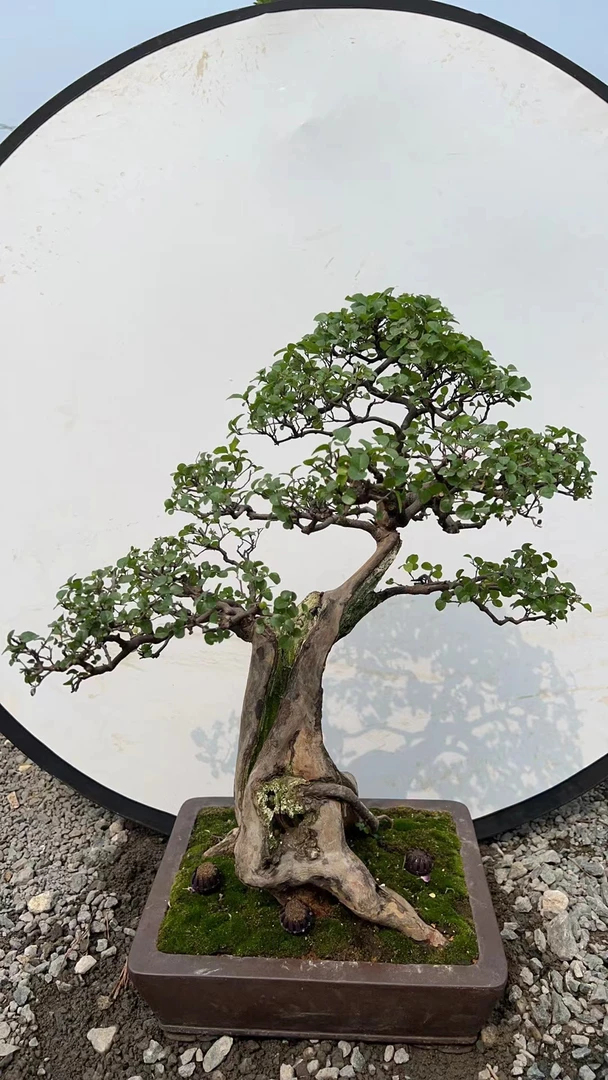 松柏杂木造型盆景规格品种齐全 一物一拍