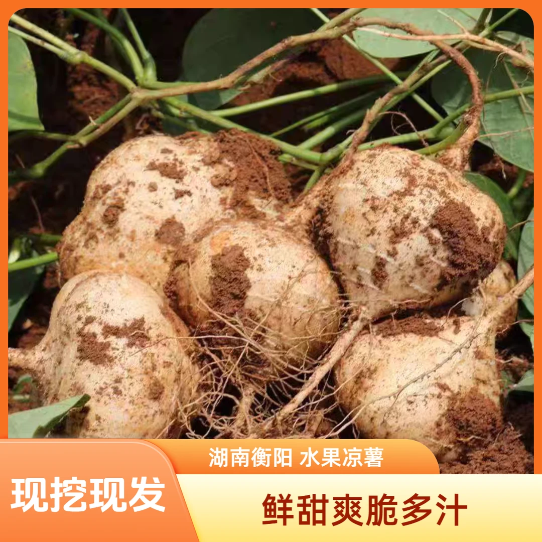 湖南衡阳本地现挖现发凉薯地瓜现挖沙葛地萝卜水果地萝卜农家沙葛