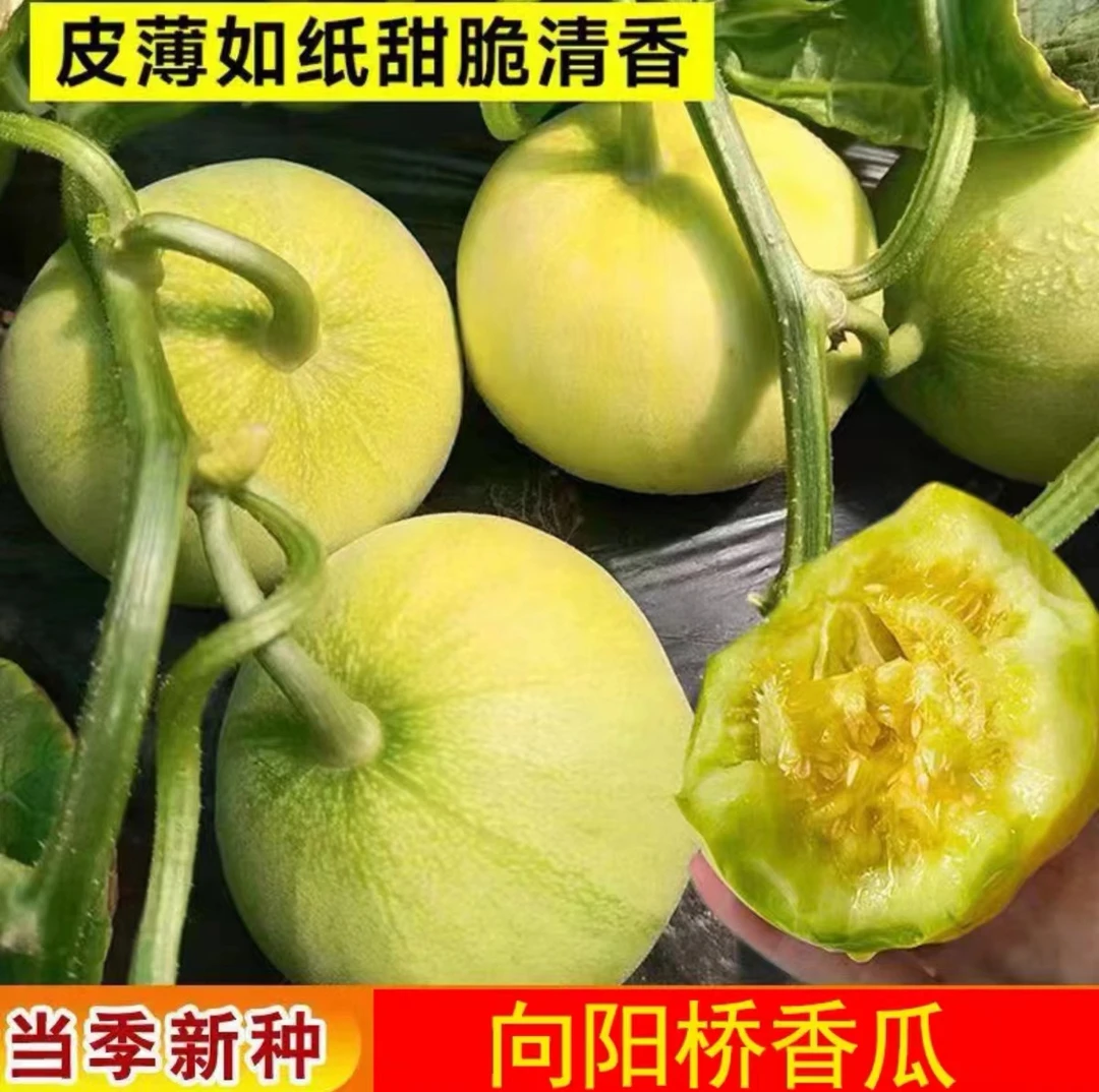 向阳桥香甜香瓜湖南衡阳现摘本地香瓜甜瓜精选大果新鲜坏果包赔