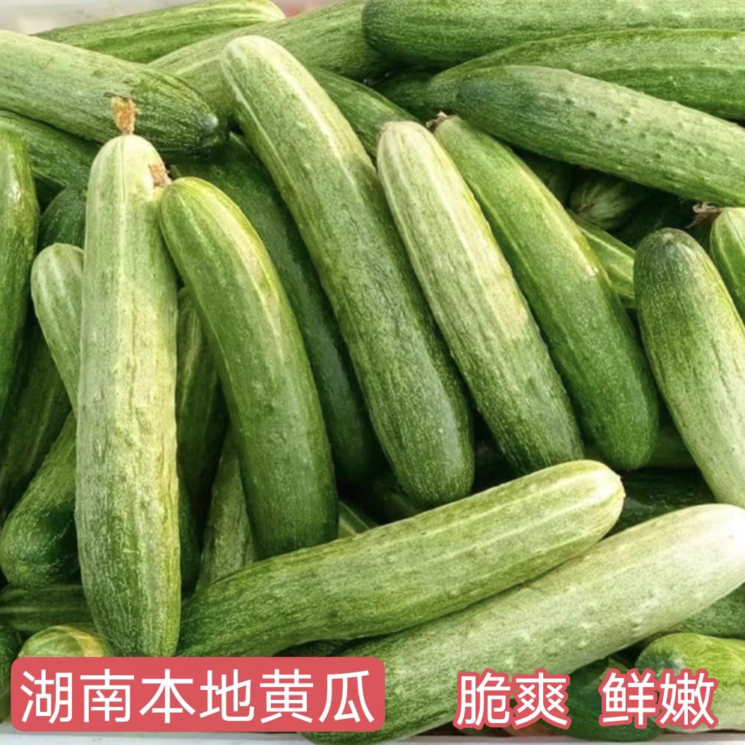 湖南衡阳老品种黄瓜旱黄瓜露天种植农家现摘新鲜蔬菜类生吃凉拌