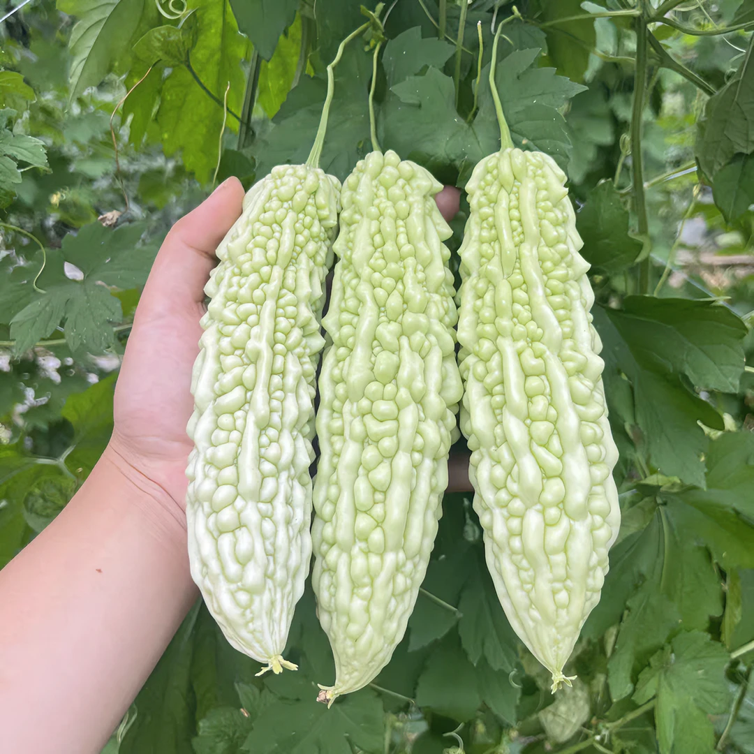 湖南衡阳农家自种新鲜露天白苦瓜白皮苦瓜凉瓜当季现摘现发