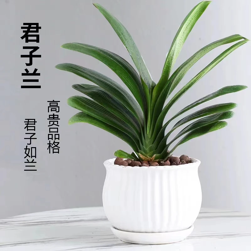 精品君子兰四季长青室内高档绿植花卉盆栽发芽艳丽好养君子兰盆栽