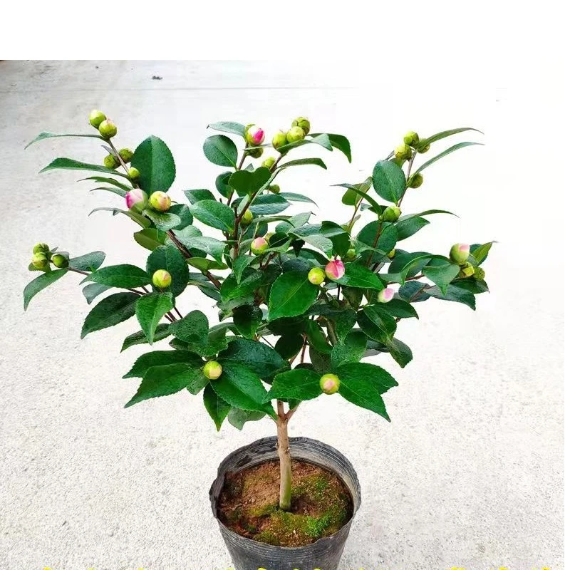 耐寒茶花树苗茶花盆栽香妃烈香带香味茶花冬季开花室内花卉带花苞