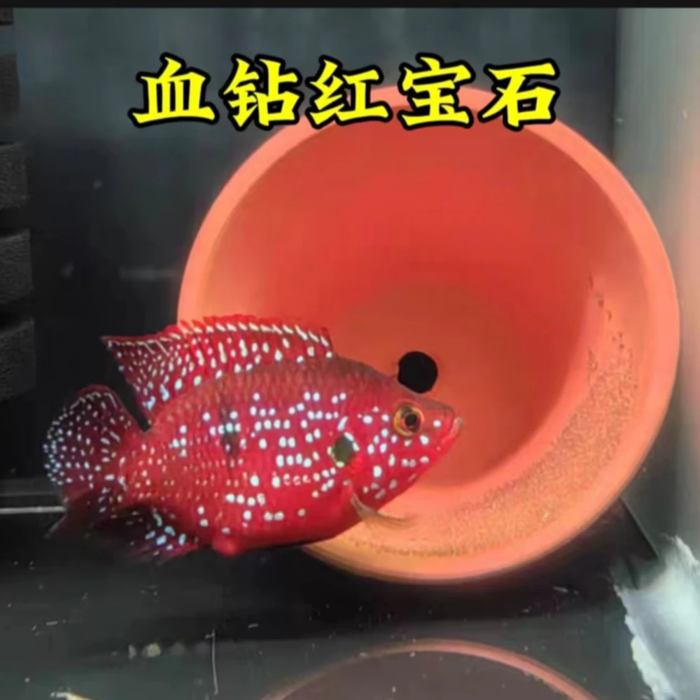 血钻红宝石 球体红宝石饲养发货养殖活体