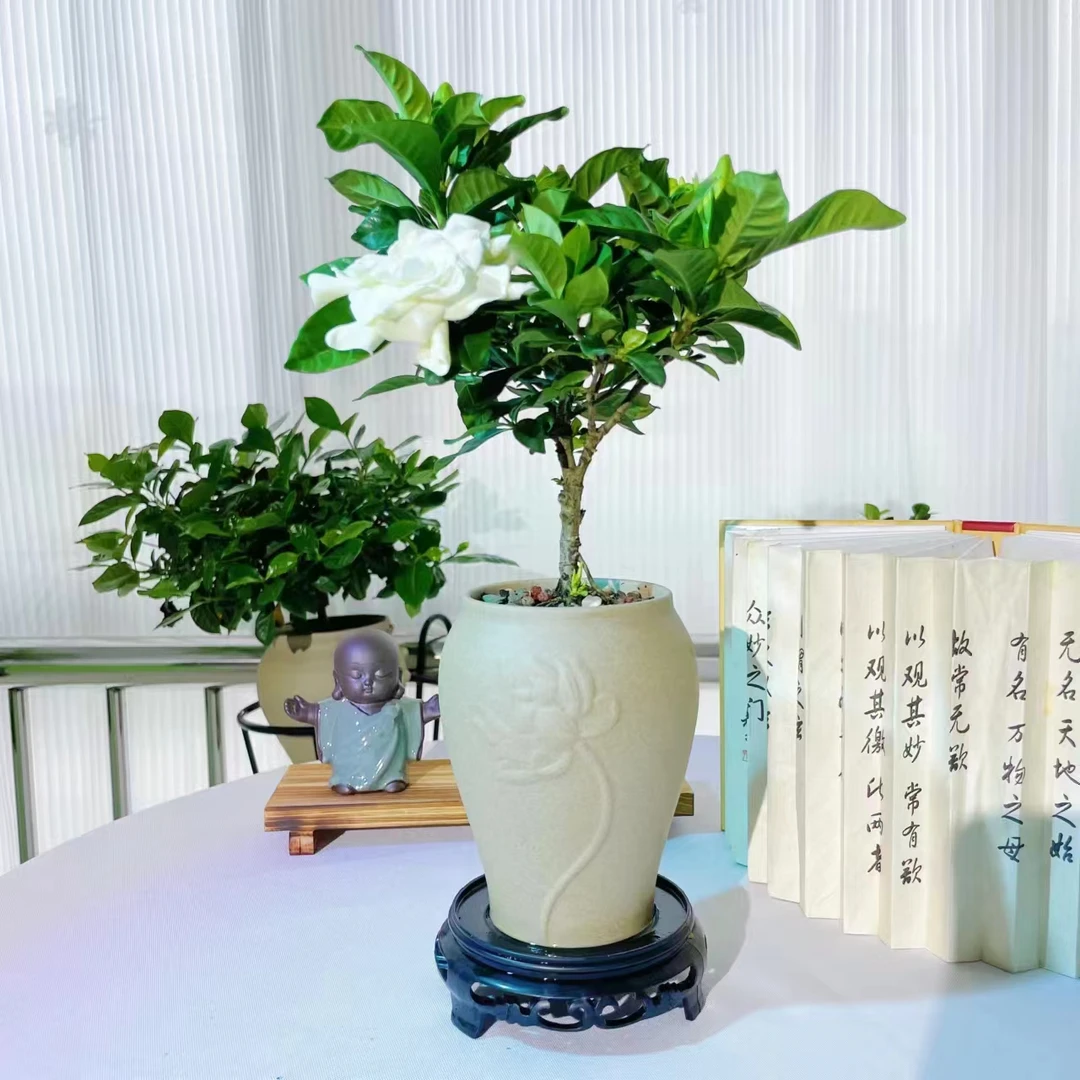 【载好发货】独杆小叶重瓣栀子花浓香型飘香好养花香味美丽
