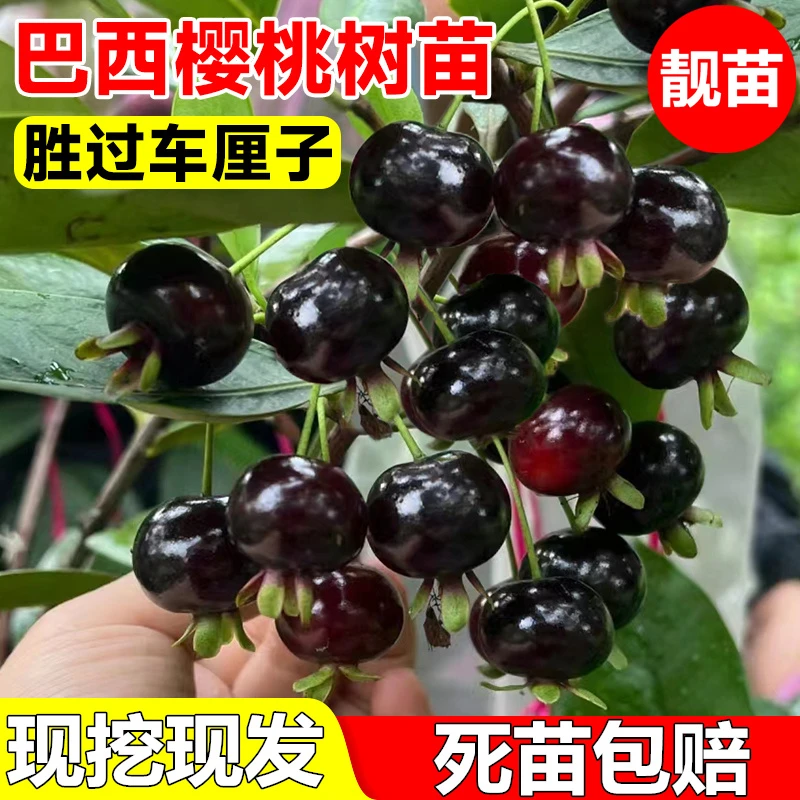 樱桃树苗正宗巴西樱桃树苗乌克兰大果樱桃阳台庭院盆栽果树苗