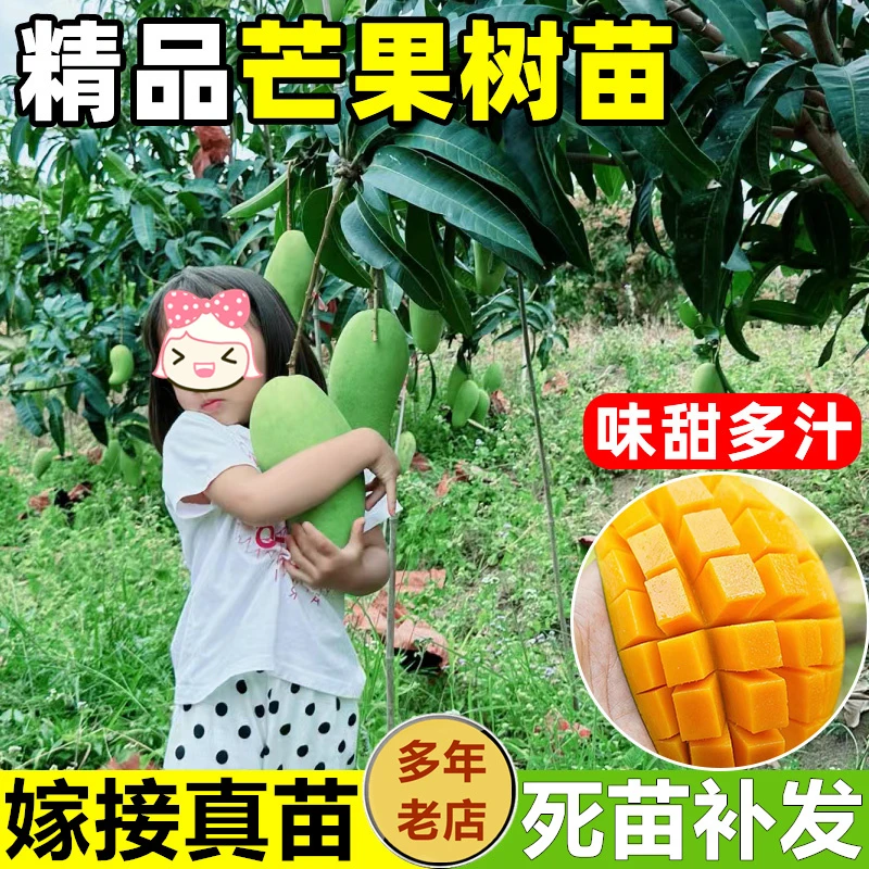 金煌芒果树苗嫁接苗果苗台农桂七芒带土带叶盆栽四季结果南方种植