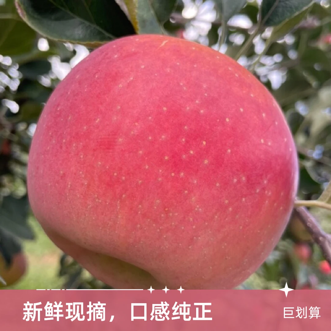 【正宗昭通丑苹果】新鲜成熟现摘自然多汁热卖果园品质美味超值