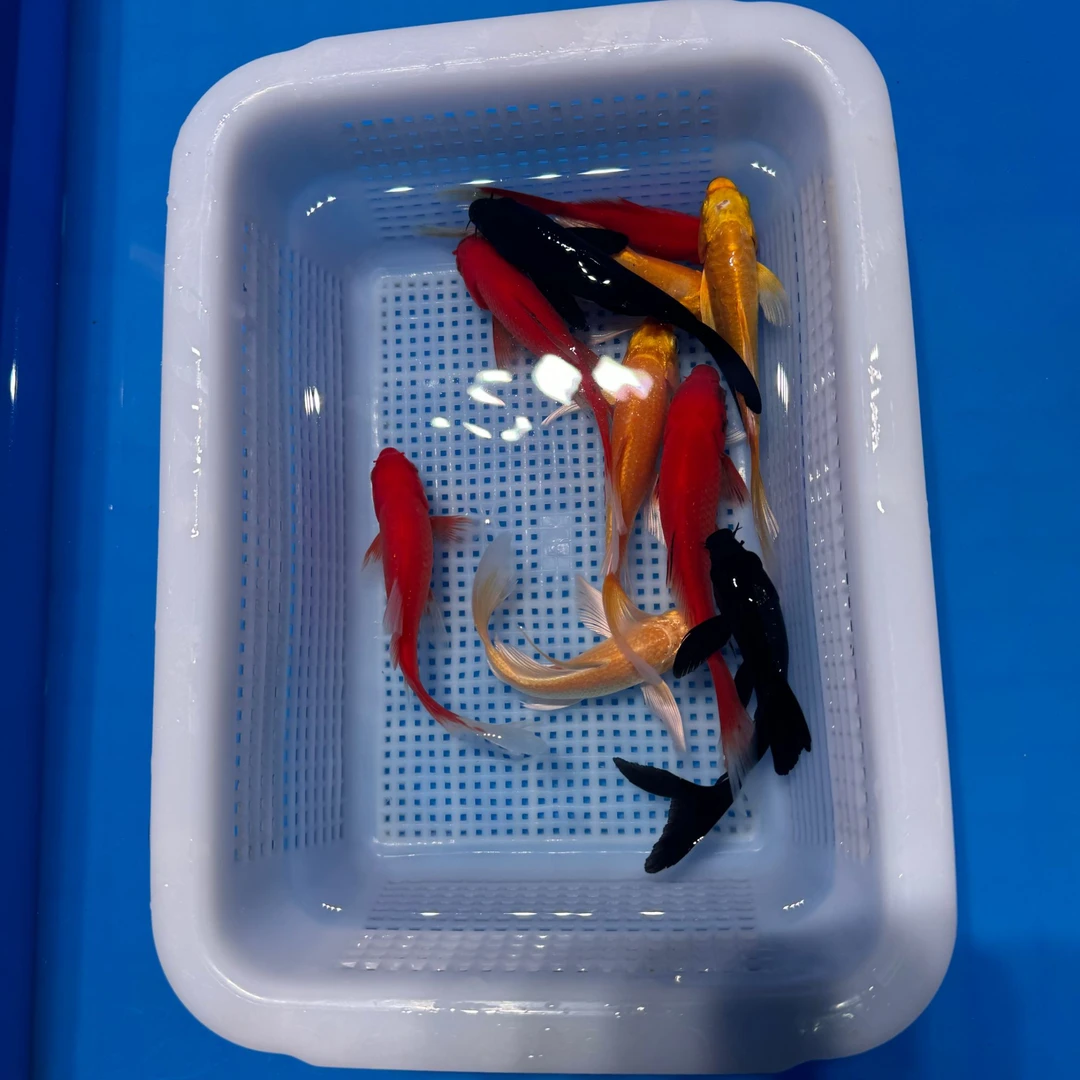 10-13锦鲤草金4红4黄2黑（10条）